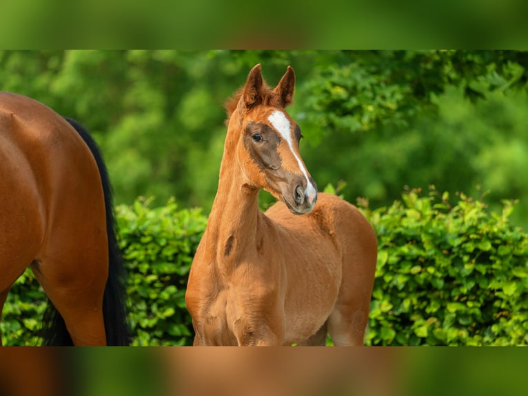 Rhinelander Mare 1 year 16,1 hh Chestnut-Red in HEINSBERG