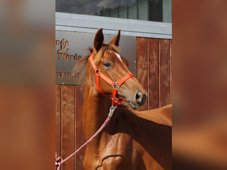 Rhinelander Mare 1 year in Dorsten