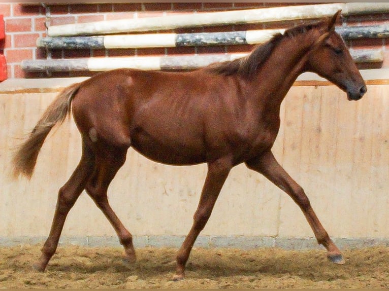 Rhinelander Mare 1 year in Dorsten