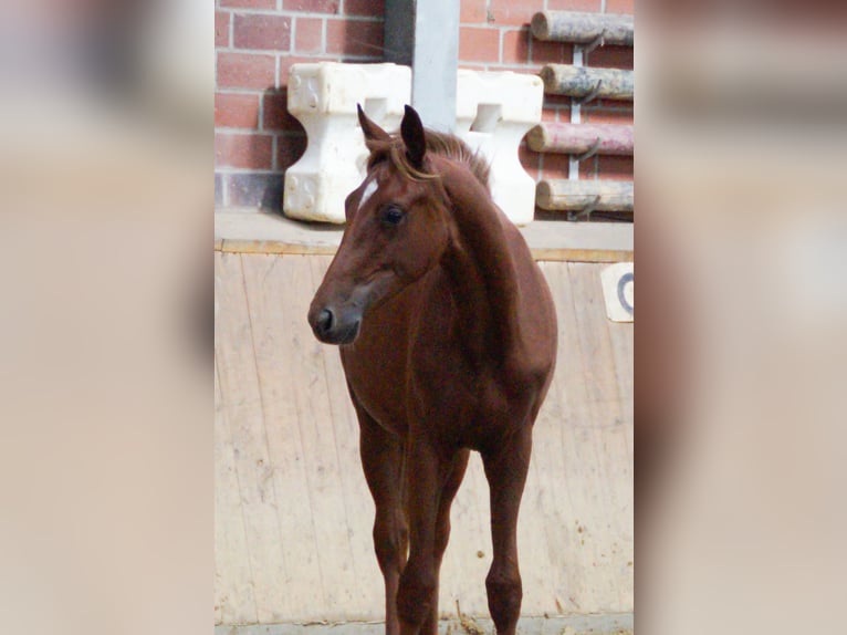 Rhinelander Mare 1 year in Dorsten