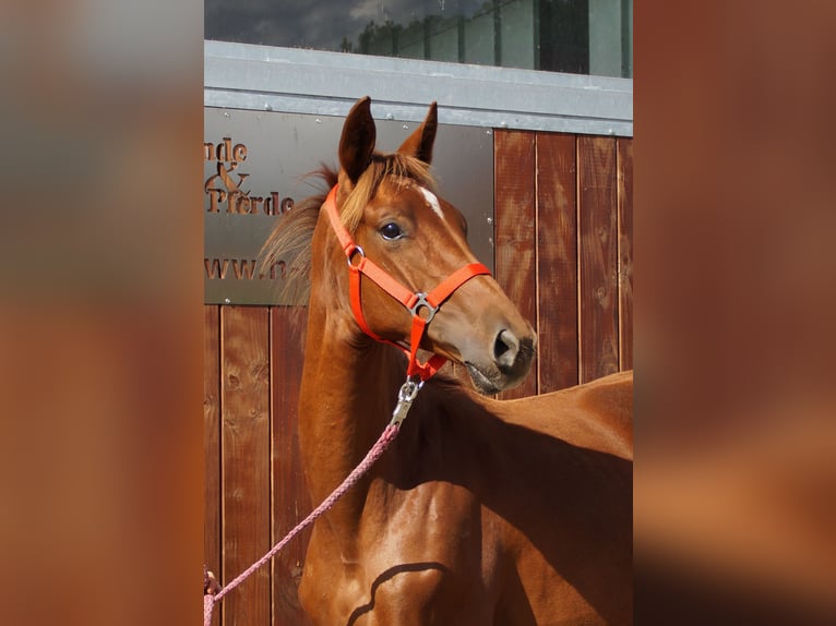 Rhinelander Mare 1 year in Dorsten