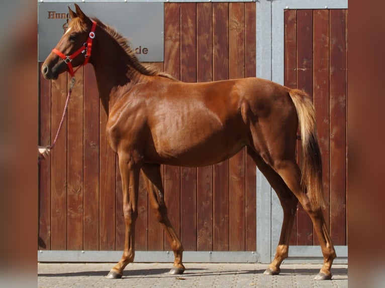 Rhinelander Mare 1 year in Dorsten