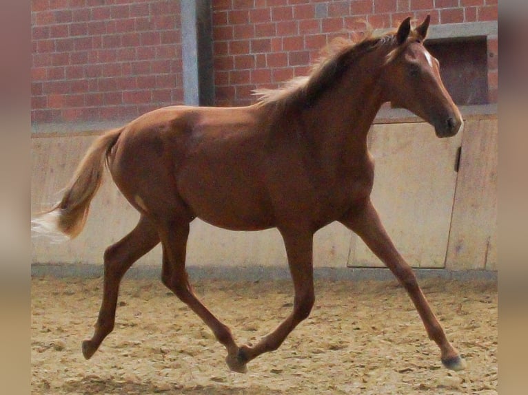 Rhinelander Mare 1 year in Dorsten