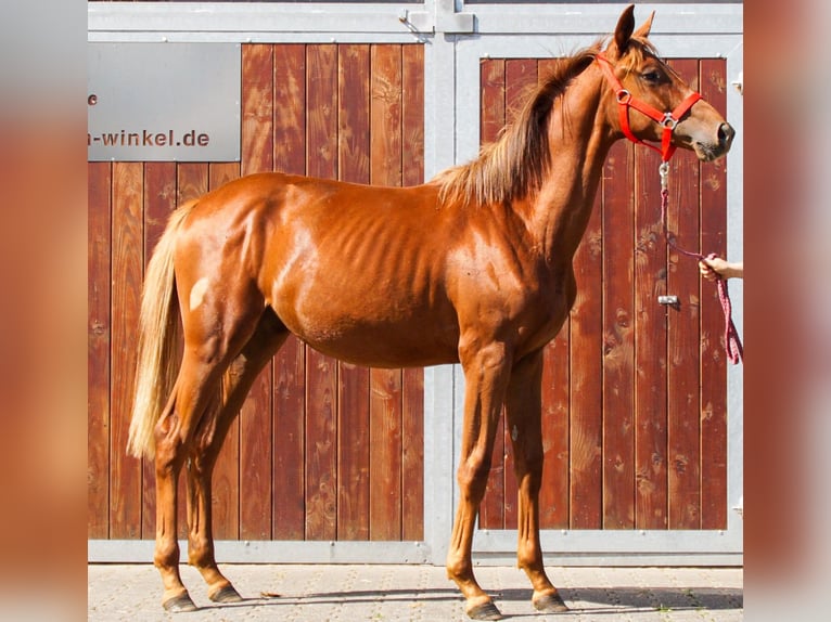 Rhinelander Mare 1 year in Dorsten
