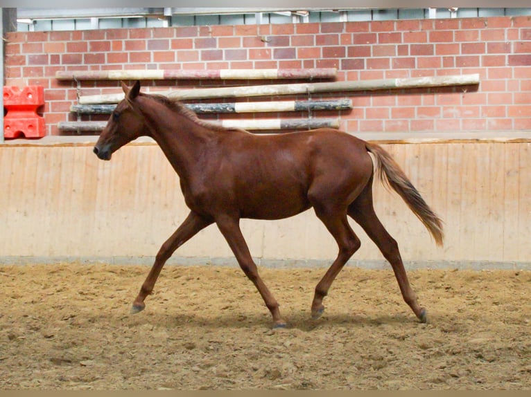 Rhinelander Mare 1 year in Dorsten
