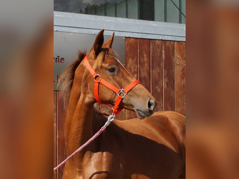 Rhinelander Mare 1 year in Dorsten