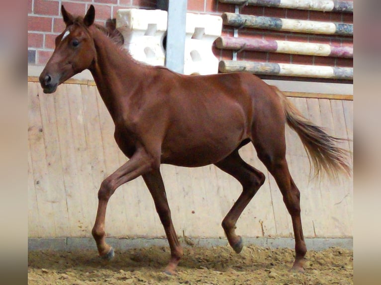 Rhinelander Mare 1 year in Dorsten