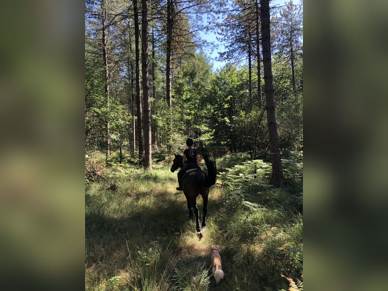 Rhinelander Mare 20 years 15,2 hh Bay-Dark in Essen