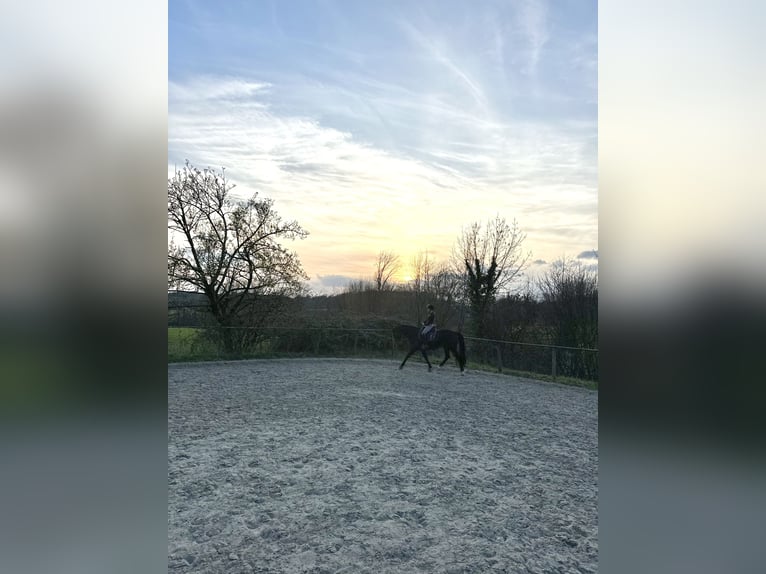 Rhinelander Mare 20 years 15,2 hh Bay-Dark in Essen