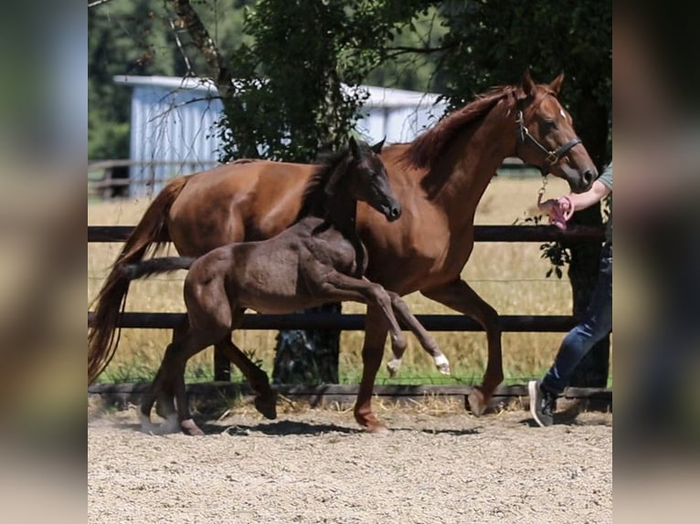Rhinelander Mare 20 years 16.1 hh Chestnut in Weeze