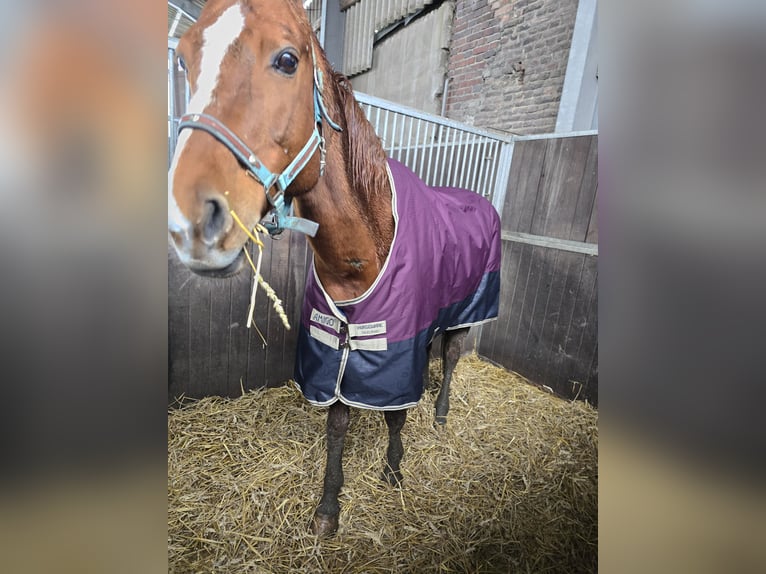 Rhinelander Mare 20 years 16 hh Brown in Recklinghausen