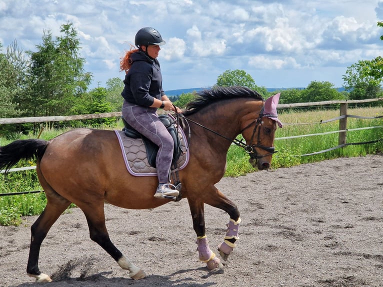 Rhinelander Mare 20 years 16 hh Brown in Mückeln