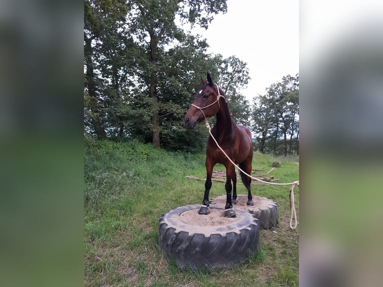 Rhinelander Mare 21 years 16 hh Bay-Dark in NümbrechtNümbrecht