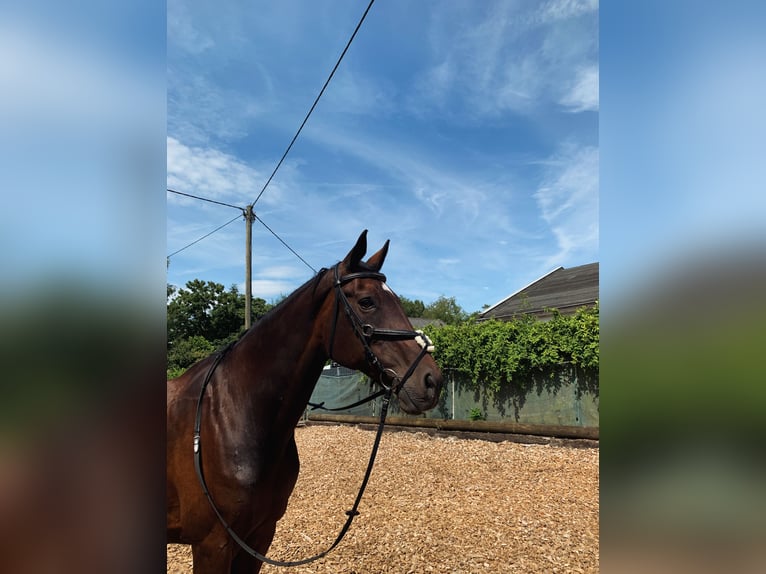 Rhinelander Mare 21 years 16 hh Bay-Dark in NümbrechtNümbrecht