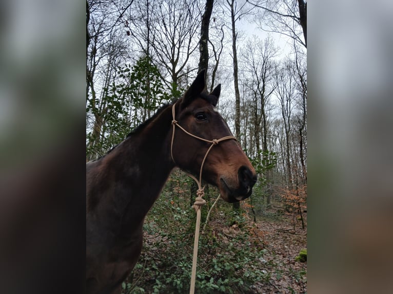 Rhinelander Mare 21 years 16 hh Bay-Dark in NümbrechtNümbrecht