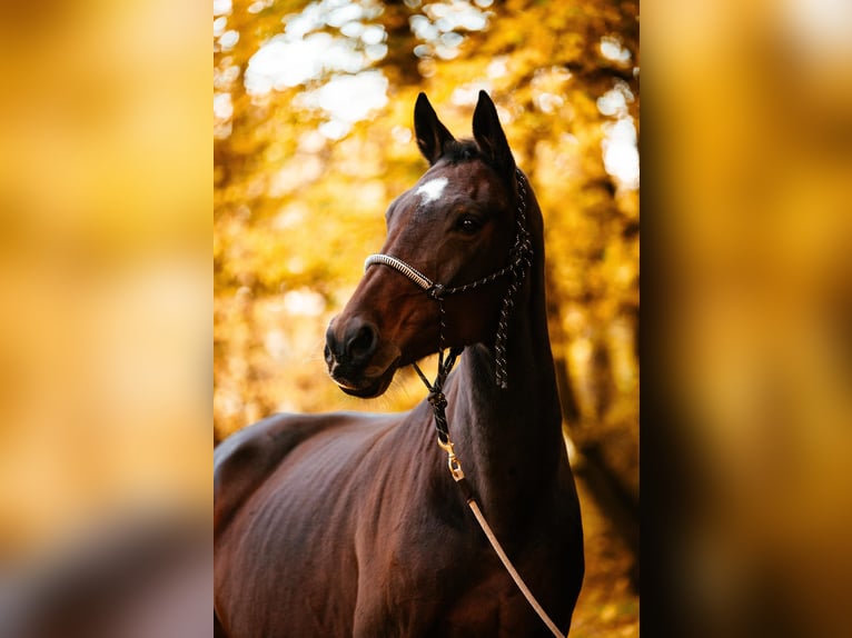 Rhinelander Mare 21 years 16 hh Bay-Dark in NümbrechtNümbrecht