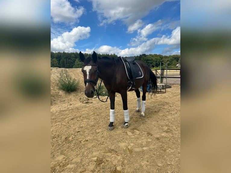 Rhinelander Mare 22 years 16 hh Brown in Kleve