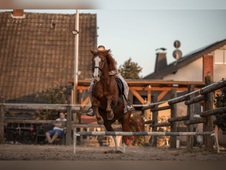 Rhinelander Mare 23 years 14,2 hh Chestnut-Red in Grevenbroich