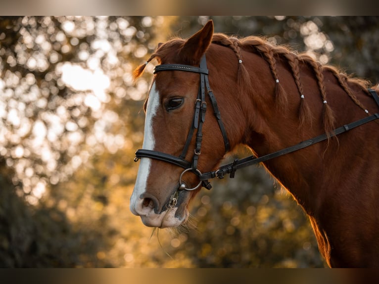 Rhinelander Mare 23 years 14,2 hh Chestnut-Red in Grevenbroich