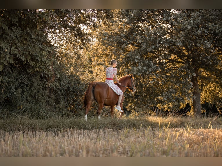 Rhinelander Mare 23 years 14,2 hh Chestnut-Red in Grevenbroich