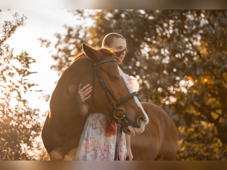 Rhinelander Mare 23 years 14,2 hh Chestnut-Red in Grevenbroich