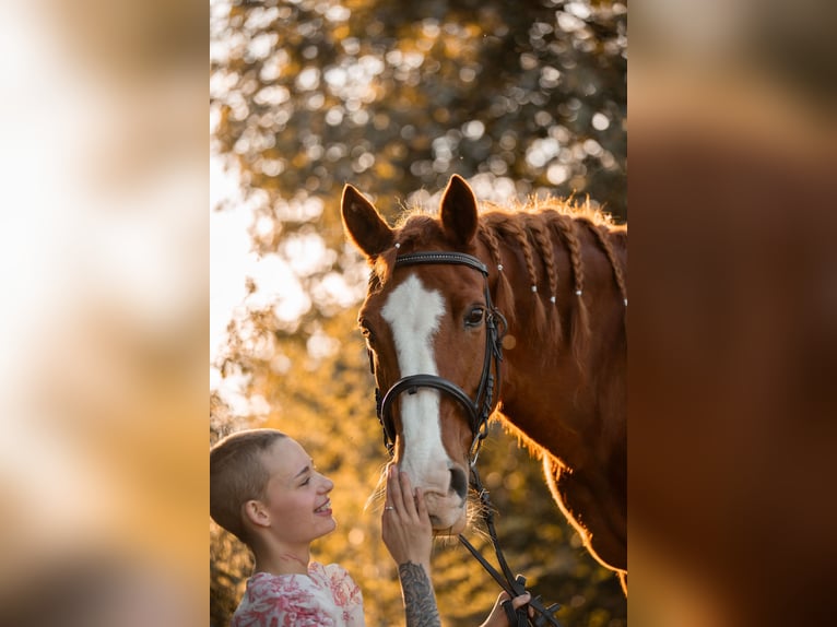 Rhinelander Mare 23 years 14,2 hh Chestnut-Red in Grevenbroich