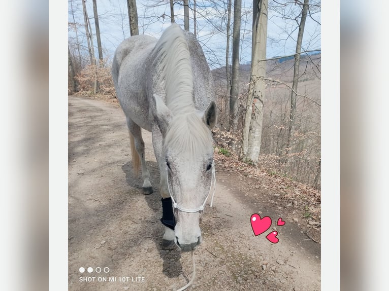 Rhinelander Mare 23 years 16,1 hh Grey in Kandern