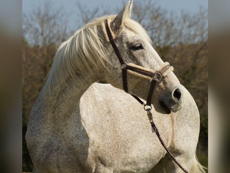 Rhinelander Mare 23 years 16,1 hh Grey in Kandern