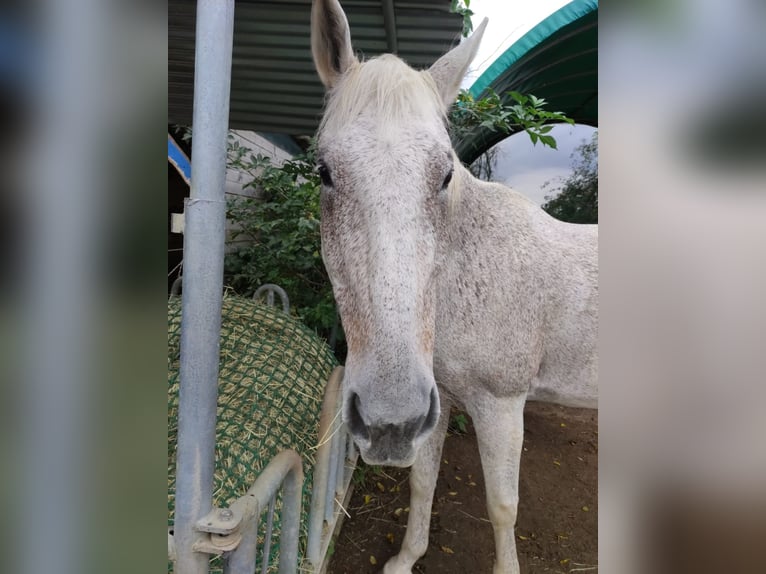 Rhinelander Mare 23 years 16,1 hh Grey in Kandern