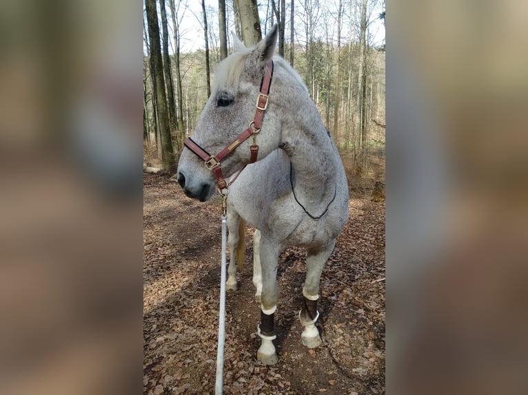 Rhinelander Mare 23 years 16,1 hh Grey in Kandern