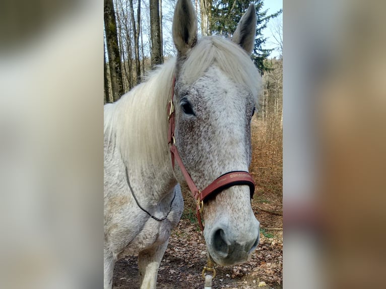 Rhinelander Mare 23 years 16,1 hh Grey in Kandern