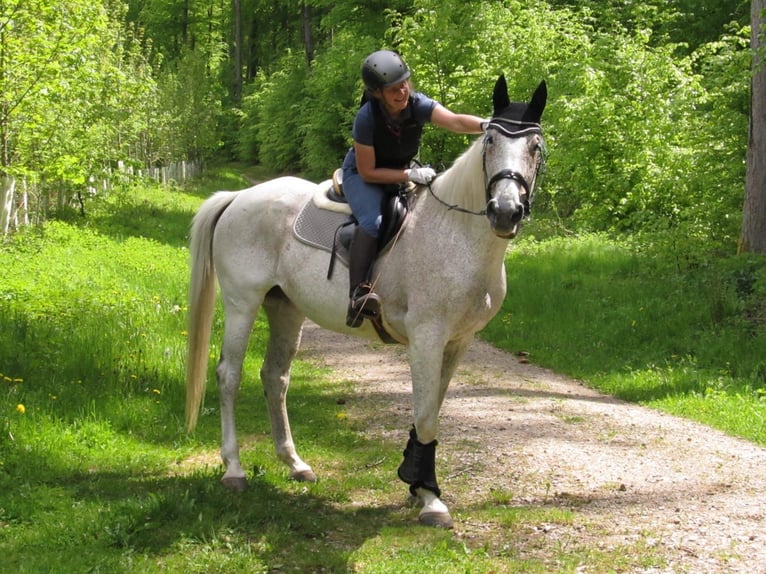 Rhinelander Mare 23 years 16,1 hh Grey in Kandern