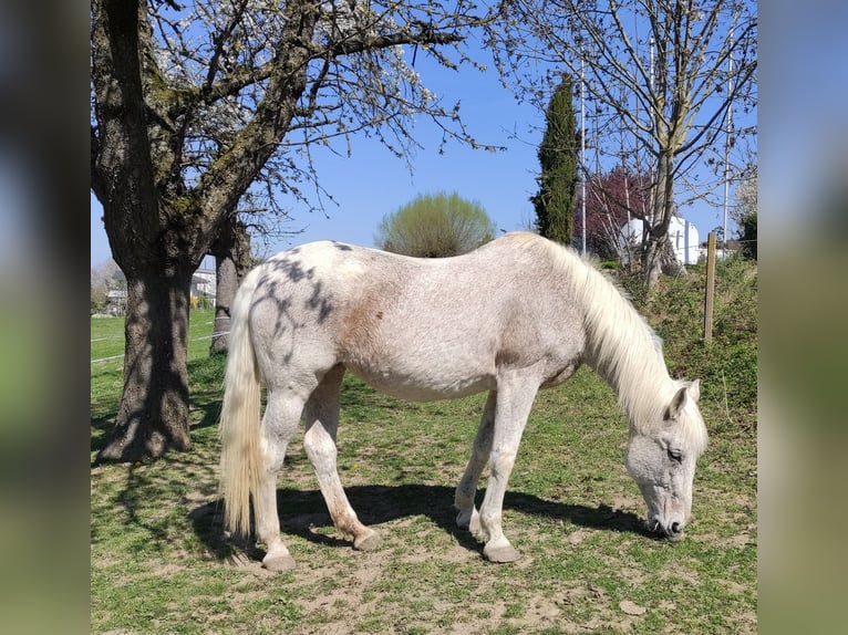 Rhinelander Mare 23 years 16,1 hh Grey in Kandern