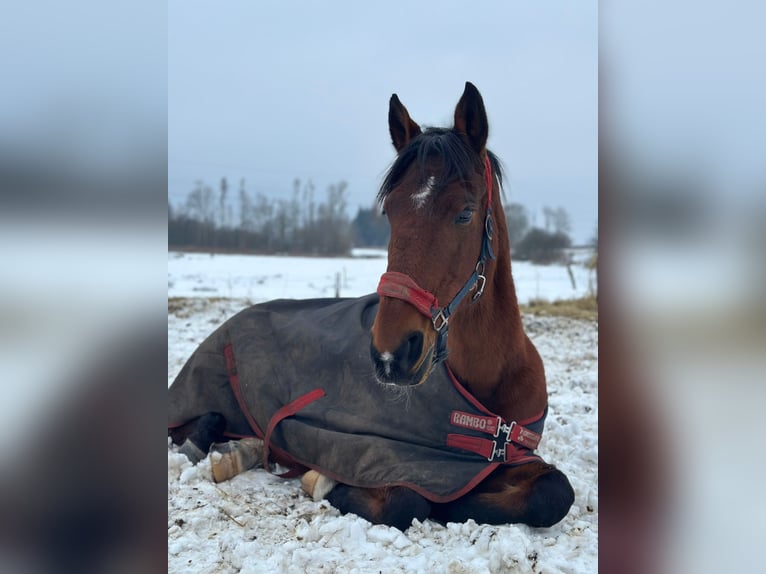 Rhinelander Mare 24 years 16.2 hh Brown in Goosefeld