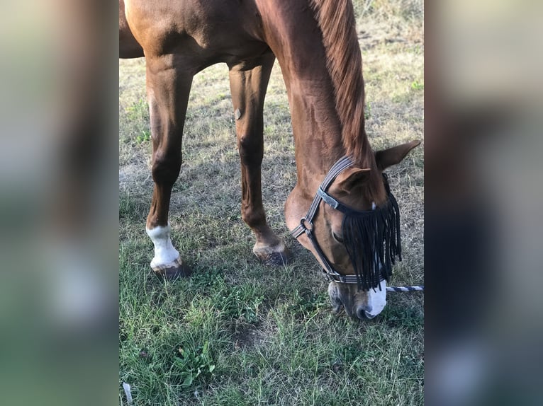 Rhinelander Mare 25 years 16,1 hh Chestnut-Red in Dormagen