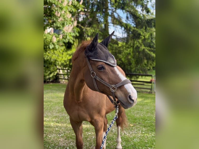 Rhinelander Mare 25 years 16,1 hh Chestnut-Red in Dormagen