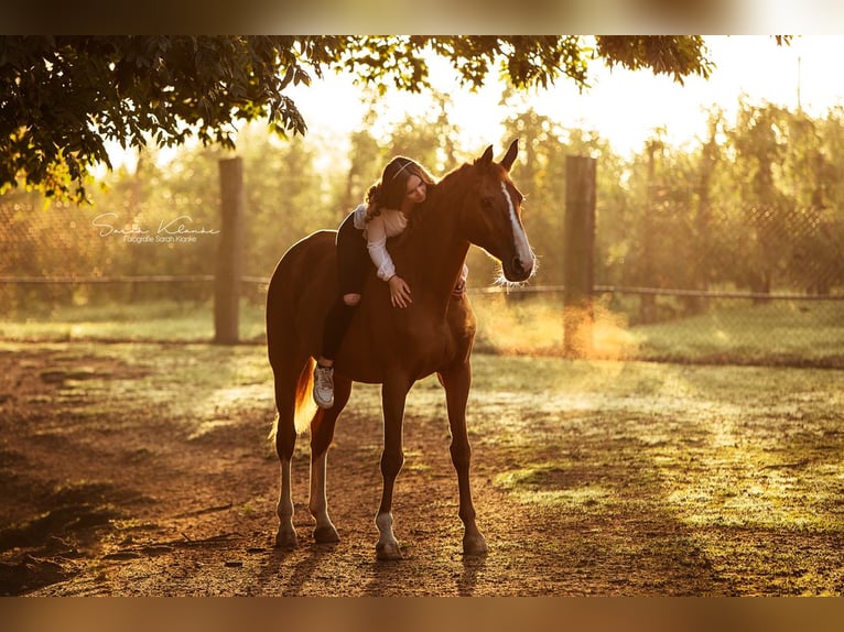 Rhinelander Mare 25 years 16,1 hh Chestnut-Red in Dormagen