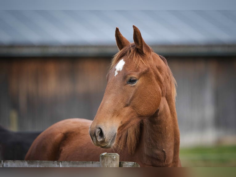 Rhinelander Mare 2 years 15,3 hh Chestnut in Burladingen