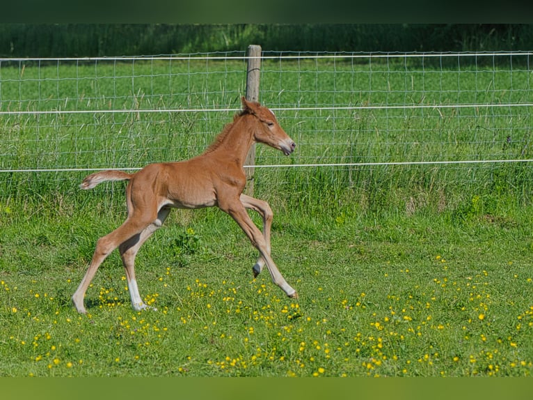 Rhinelander Mare 2 years 15,3 hh Chestnut in Burladingen