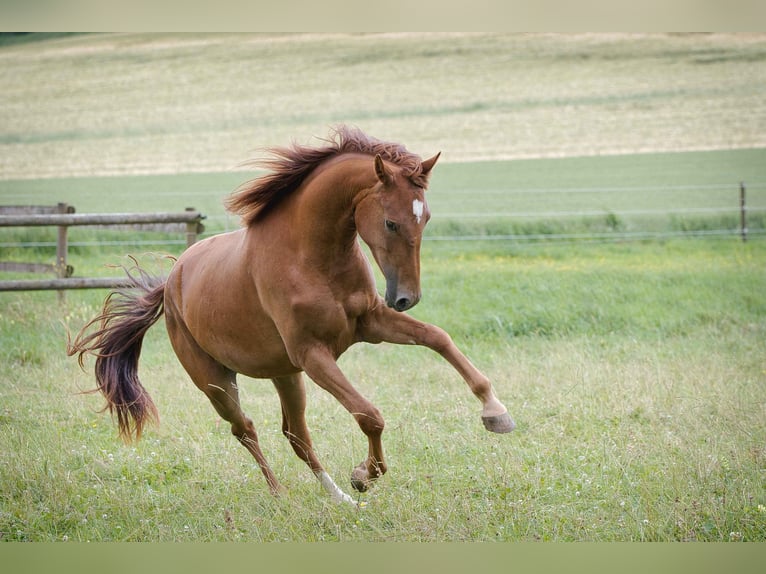 Rhinelander Mare 2 years 15,3 hh Chestnut in Burladingen