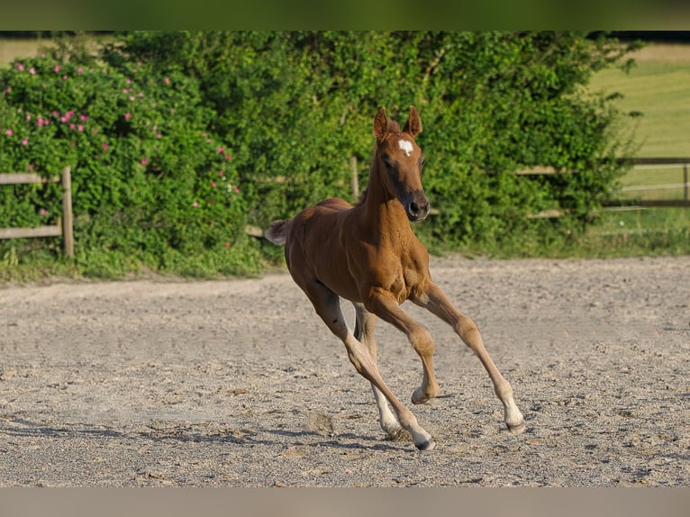 Rhinelander Mare 2 years 15,3 hh Chestnut in Burladingen