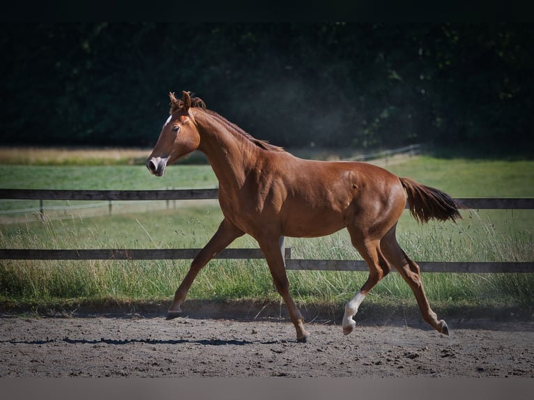 Rhinelander Mare 2 years 15,3 hh Chestnut in Burladingen