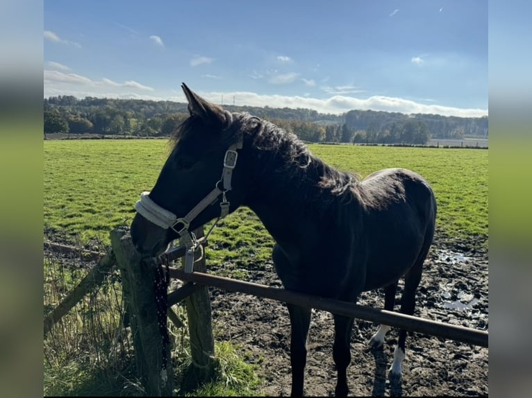 Rhinelander Mare 2 years 16,2 hh Brown in Arnsberg