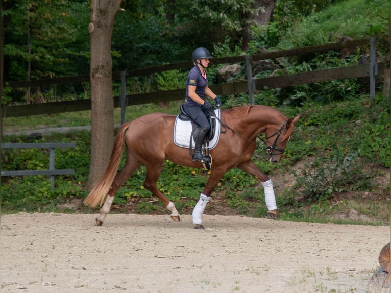 Rhinelander Mare 3 years 16,1 hh Chestnut-Red in Iserlohn