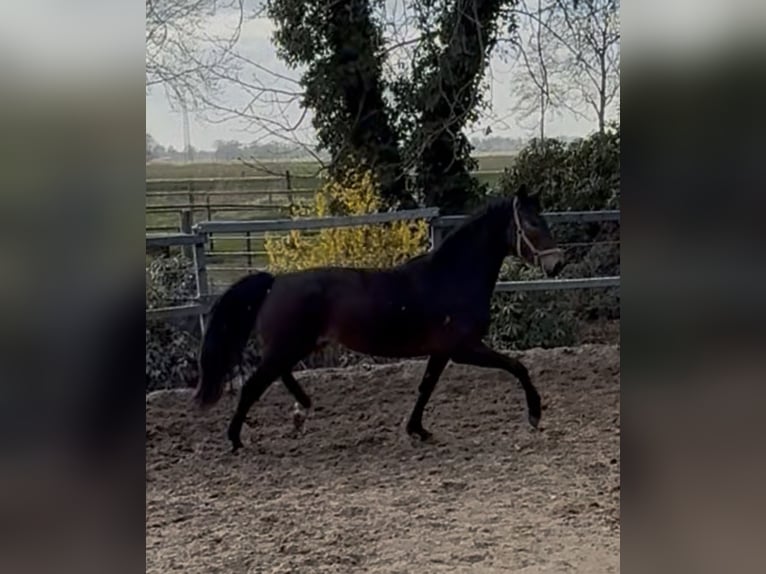 Rhinelander Mare 3 years 16 hh Bay-Dark in Stade