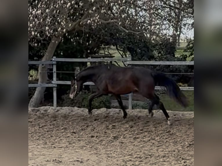Rhinelander Mare 3 years 16 hh Bay-Dark in Stade