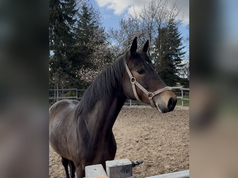 Rhinelander Mare 3 years 16 hh Bay-Dark in Stade