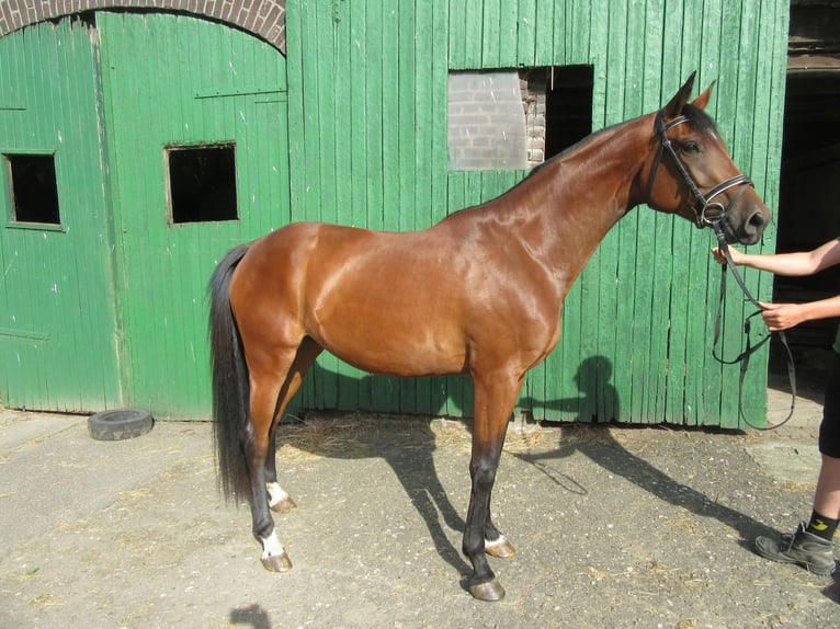 Rhinelander Mare 3 years 16 hh Brown in Neukirchen-Vluyn