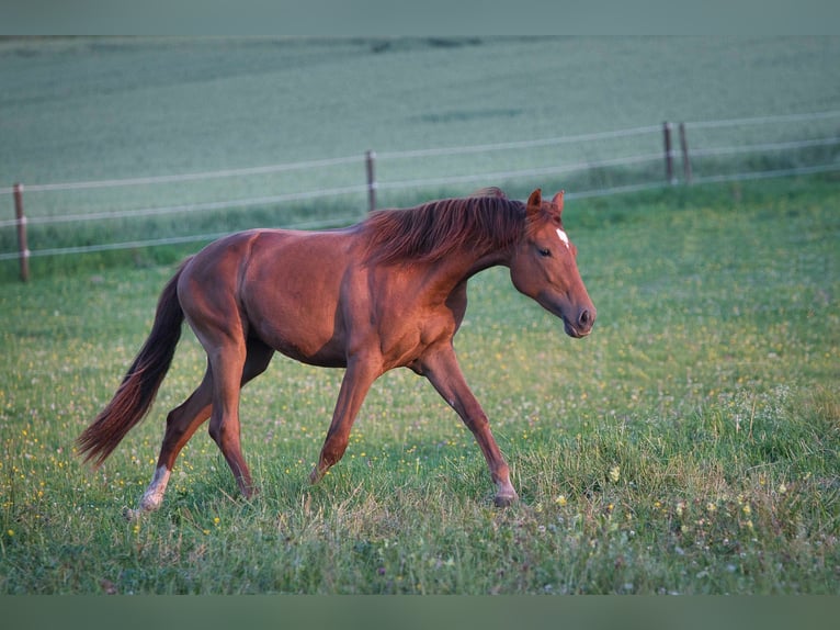 Rhinelander Mare 3 years 16 hh Chestnut in Burladingen