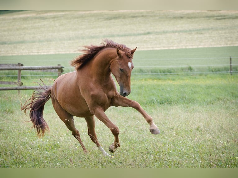 Rhinelander Mare 3 years 16 hh Chestnut in Burladingen